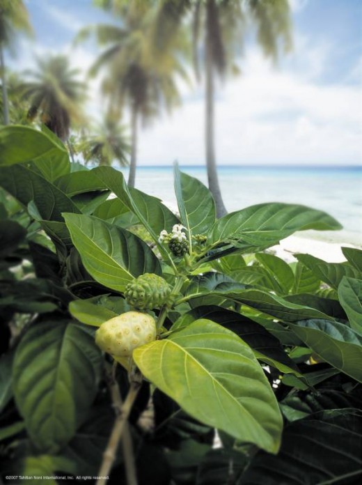 The noni plant
