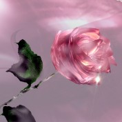pinkrose profile image
