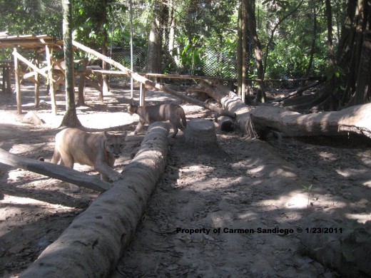 Entering the puma enclosure.