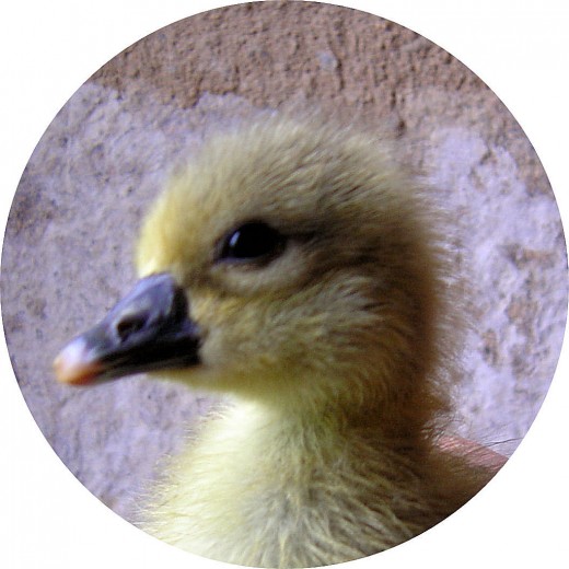 An Easter Gosling
