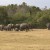 Elephants at the Minneriya National Park