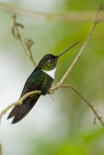 Collared Inca (Coeligena torquata)