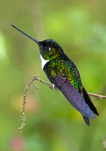Collared Inca (Coeligena torquata)