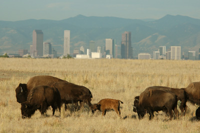 Rocky Mountain Arsenal Bison Herd. 