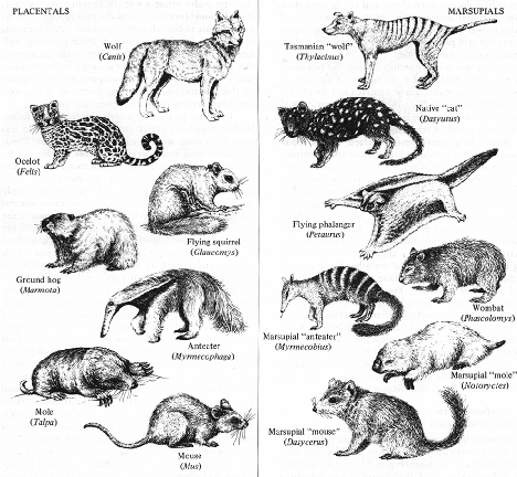 Chart of marsupials