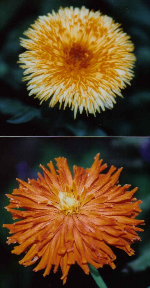 Calendula