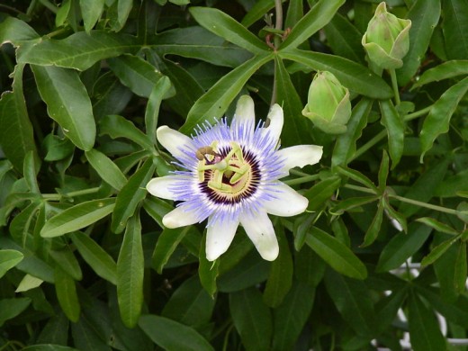Passion flower on my pool fence-I love this.