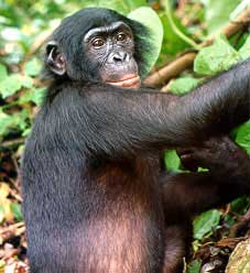 See: http://en.wikipedia.org/wiki/File:Bonobo.jpg