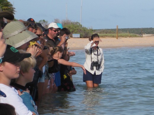 Everyone loves dolphin feeding !