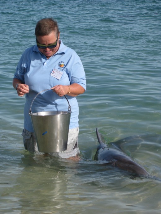 Anita from Switzerland is enjoying getting close to the dolphins with her volunteering work!