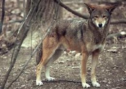 A Female Red Wolf.