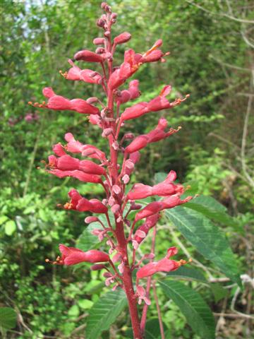 Red Buckeye flowers are a favorite of hummingbirds.  Red Buckeye Poster at zazzle.com/naturegirl7*