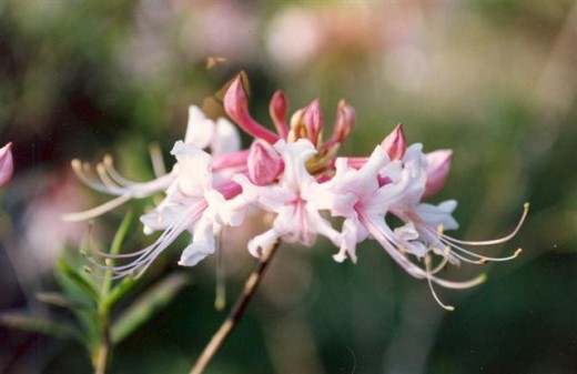 This native Rhododendron is used by butterflies, hummingbirds and other pollinators.