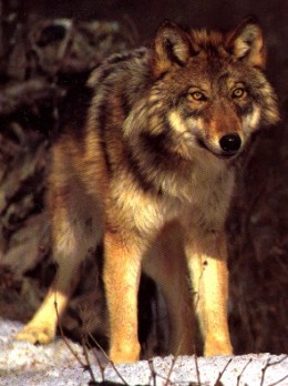 A Male Red Wolf