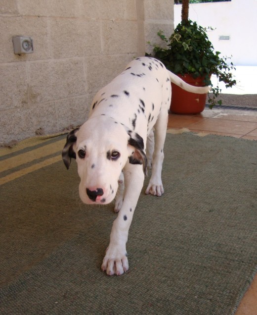 My Dalmatian with 6 months