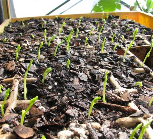 Sprouting peas inside insures proper germination and saves time.