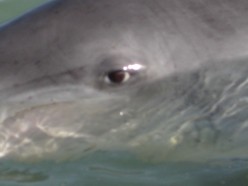 http://s1.hubimg.com/u/4514352_f248.jpg