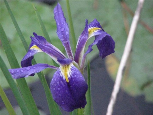 A dark blue-purple LA Iris in Louisiana.