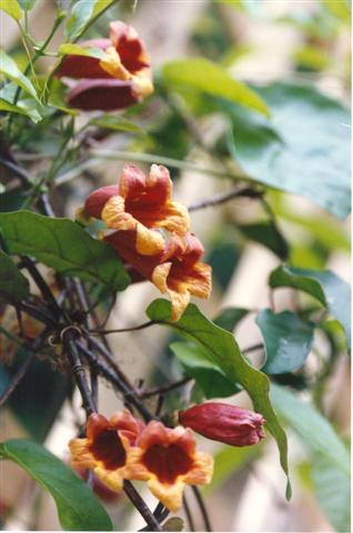 Crossvine attracts hummingbirds to the garden.