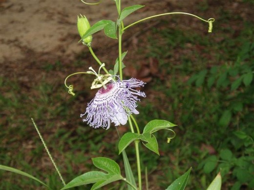 Native Passion Vine grows in fields and woodlands.