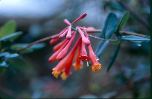 Coral honeysuckle flowers are used by hummingbirds.