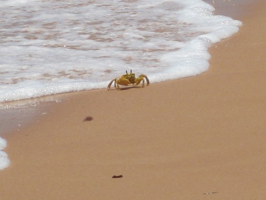 We loved seeing all these crabs on the beach! Too rough for snorkeling tho.