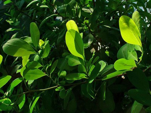 Erythroxylum coca - coca leaves