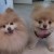 Boo and Buddy Boo and Buddy