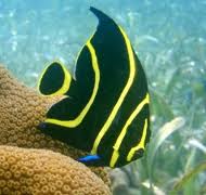angelfish