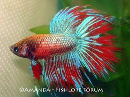 siamese fighting fish