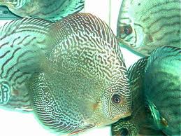 discus fish