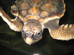 http://s2.hubimg.com/u/4523857_f248.jpg