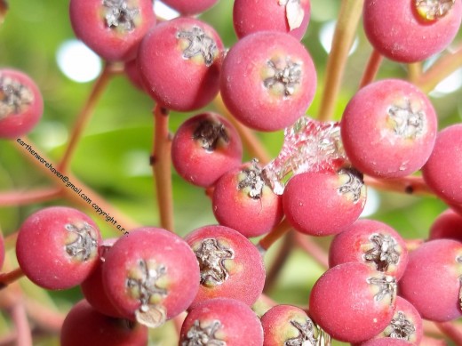 January photo of seed pods, after finally getting the rain, and cold they needed. Caught an ice crystal in the middle