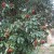January, this plant is busting out in pods and flowers, and shiny new leaves. 