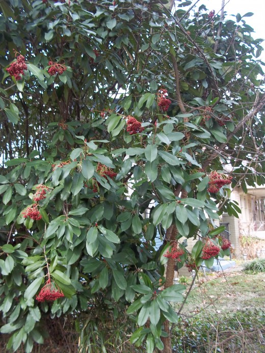 January, this plant is busting out in pods and flowers, and shiny new leaves. 