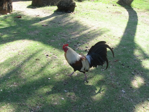 Bantam roosters, hens and chicks visit the camping areas and are sometimes very noisy.