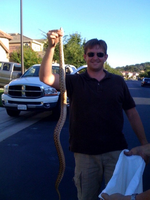 Here's a large Gopher snake I rescued from the hot pavement on a busy residential street in Folsom, California.
