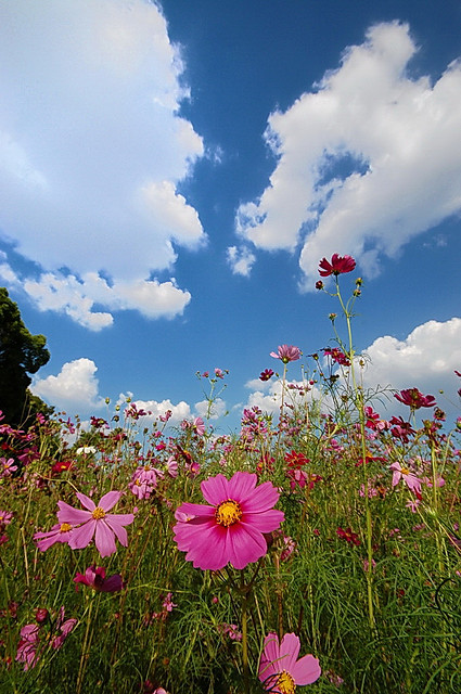 Cosmos against the Sky