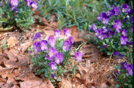 Male Black Swallowtail on Viola flowers.