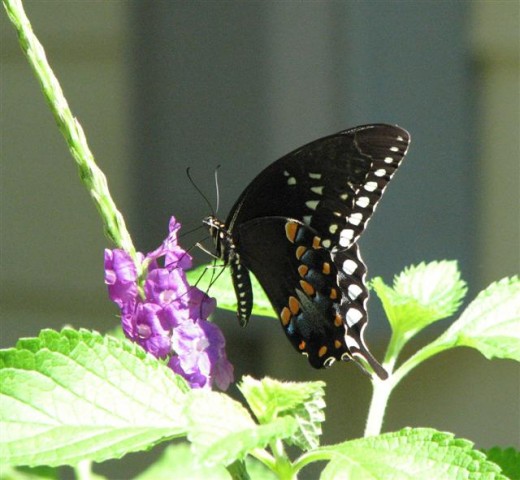 Spicebush Swallowtails have a blue streak in the row of orange dots.