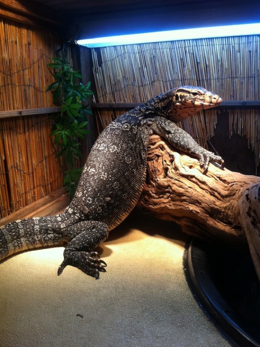 A large Water monitor (V. salvatori). It's front leg alone is a foot long.
