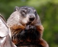Celebrate Groundhog Day at Gobblers Knob-How to Get There and What to Expect