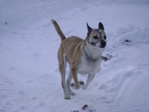 My Dog Taffy Running Toward Spring