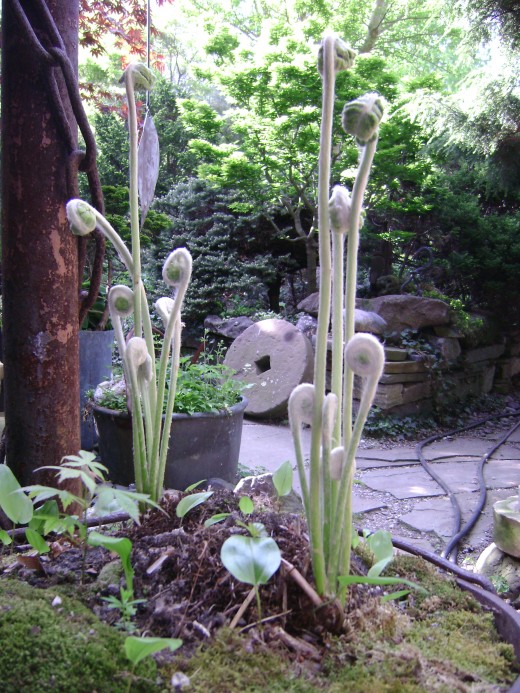 Ferns Taking Shape       -       Spring Has  Sprung                           "To eat or not to eat"