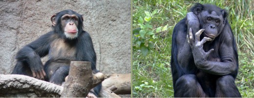 See: http://en.wikipedia.org/wiki/File:Schimpanse_zoo-leipig.jpg + http://en.wikipedia.org/wiki/File:Bonobo_009.jpg