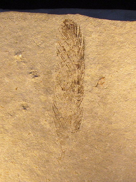 All Creative Commons. Details of photographers and licenses available here: http://en.wikipedia.org/wiki/Archaeopteryx