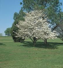 The flowering dogwood