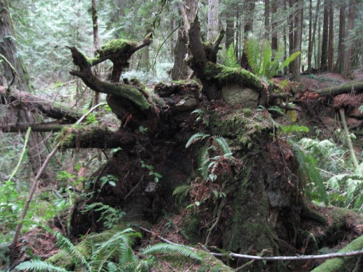 Behind the big stump was Marie's tree fort.Marie crept in and hid her skirt in a hole.