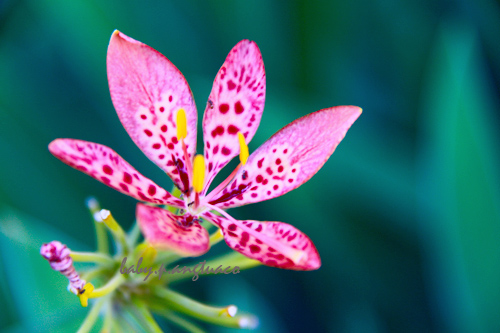 Chinese blackberry lily