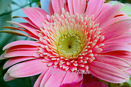 "debutant", pink Gerbera daisy